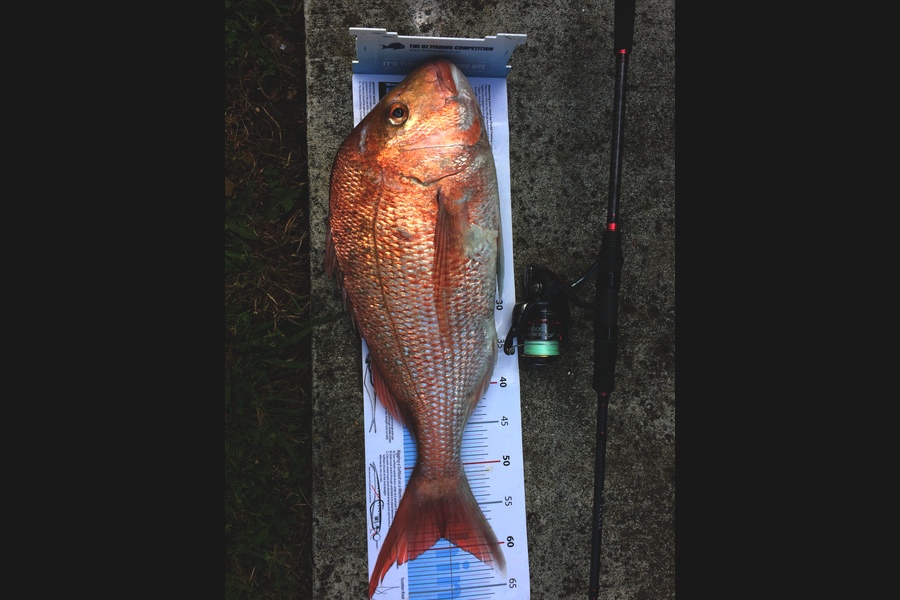 Terry Wylens caught this 58.5cm Snapper at East of Tiri during The Export NZ Fishing Competition